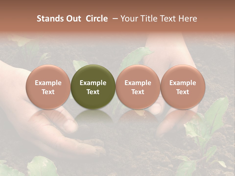 Woman Hands Earthing Beetroot Sprouts Closeup PowerPoint Template