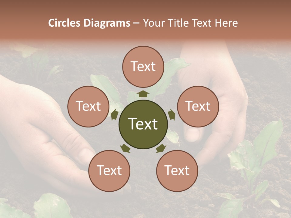 Woman Hands Earthing Beetroot Sprouts Closeup PowerPoint Template