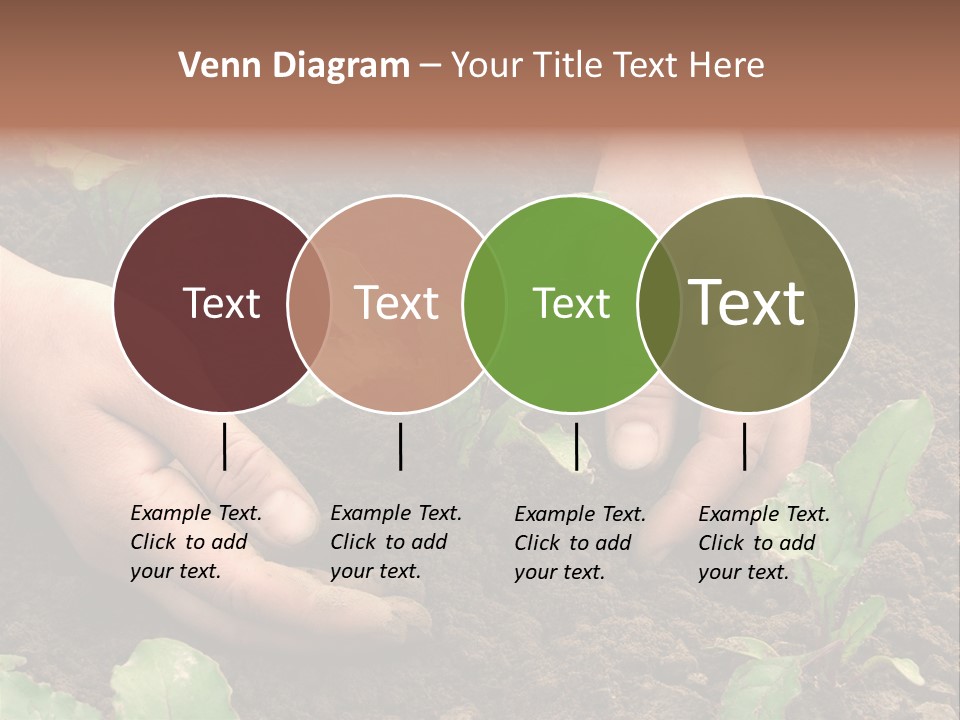 Woman Hands Earthing Beetroot Sprouts Closeup PowerPoint Template