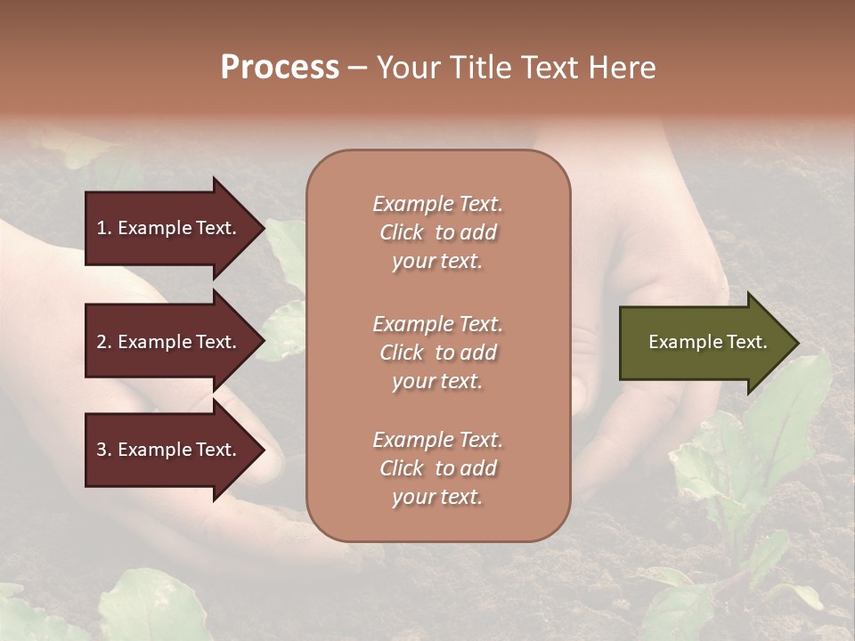 Woman Hands Earthing Beetroot Sprouts Closeup PowerPoint Template