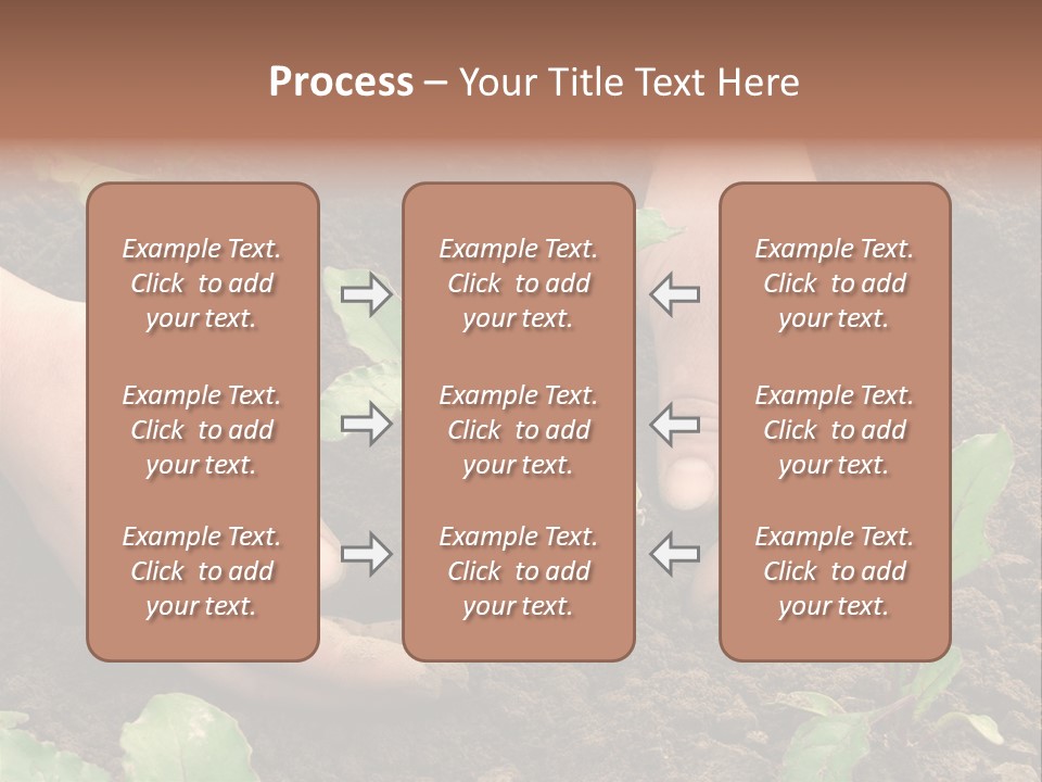 Woman Hands Earthing Beetroot Sprouts Closeup PowerPoint Template