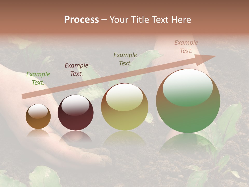 Woman Hands Earthing Beetroot Sprouts Closeup PowerPoint Template