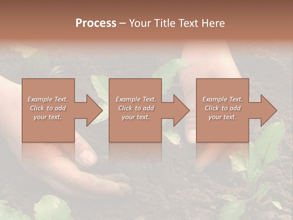 Woman Hands Earthing Beetroot Sprouts Closeup PowerPoint Template