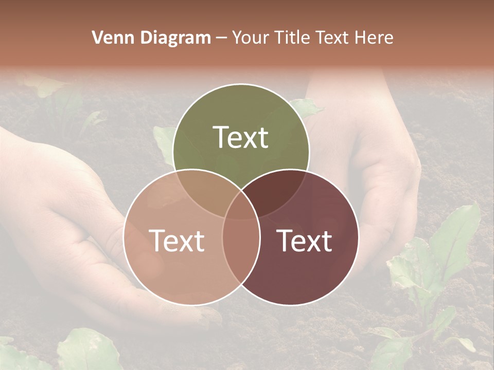 Woman Hands Earthing Beetroot Sprouts Closeup PowerPoint Template