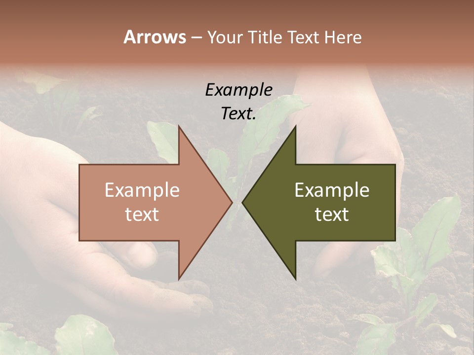 Woman Hands Earthing Beetroot Sprouts Closeup PowerPoint Template