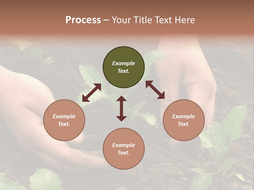 Woman Hands Earthing Beetroot Sprouts Closeup PowerPoint Template