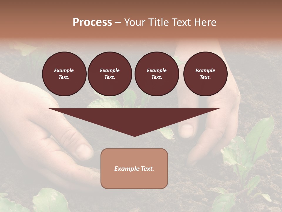 Woman Hands Earthing Beetroot Sprouts Closeup PowerPoint Template