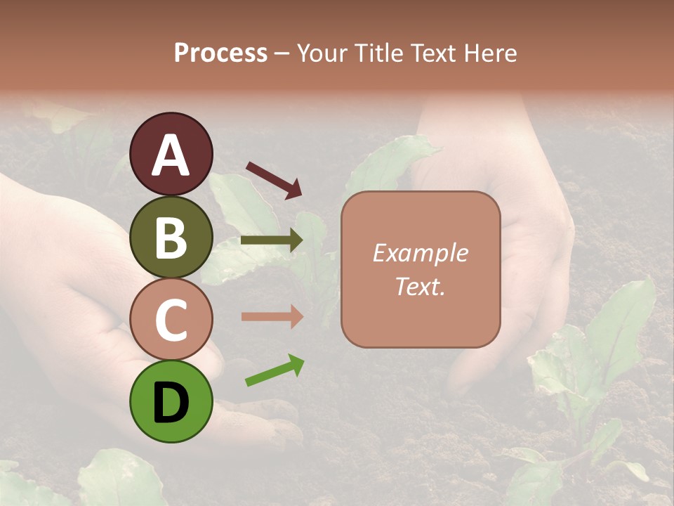 Woman Hands Earthing Beetroot Sprouts Closeup PowerPoint Template