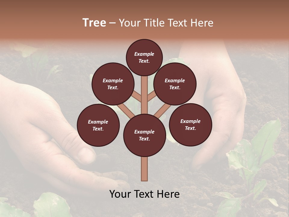 Woman Hands Earthing Beetroot Sprouts Closeup PowerPoint Template