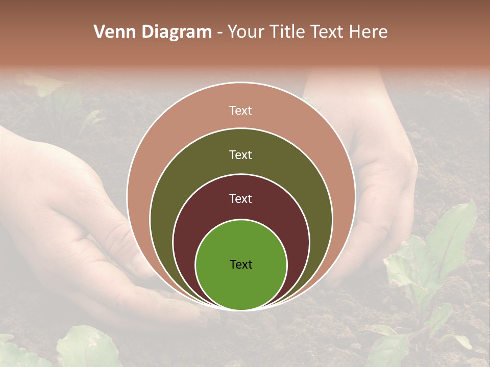 Woman Hands Earthing Beetroot Sprouts Closeup PowerPoint Template