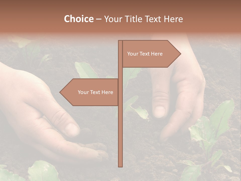 Woman Hands Earthing Beetroot Sprouts Closeup PowerPoint Template