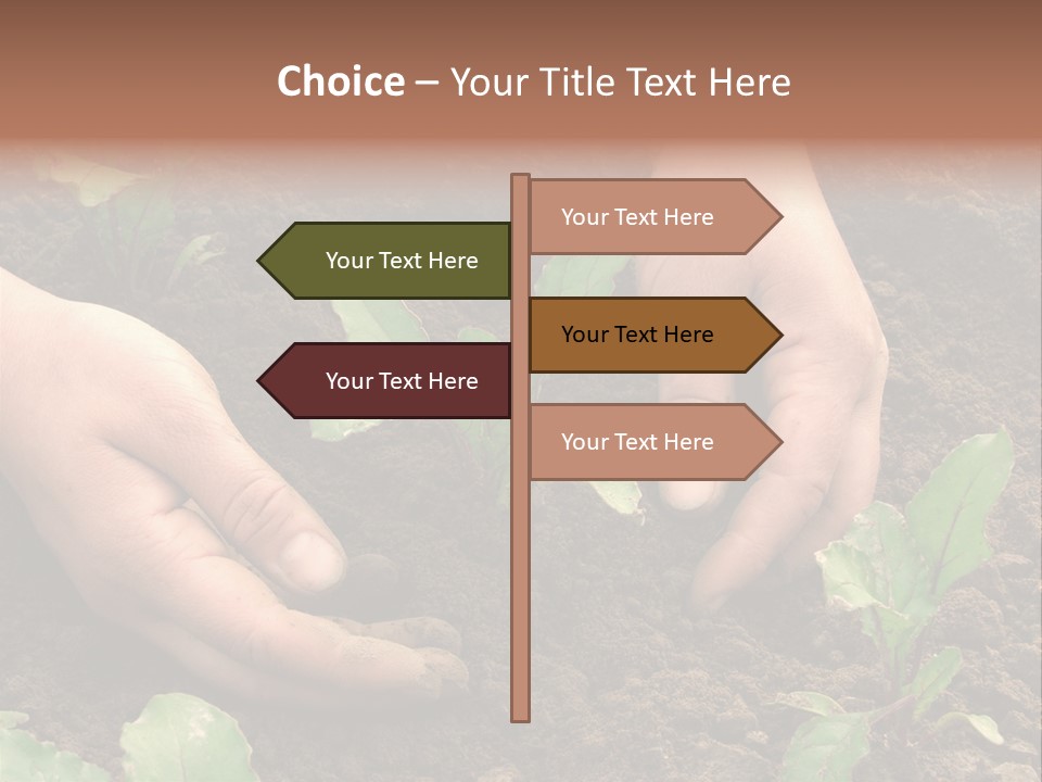 Woman Hands Earthing Beetroot Sprouts Closeup PowerPoint Template