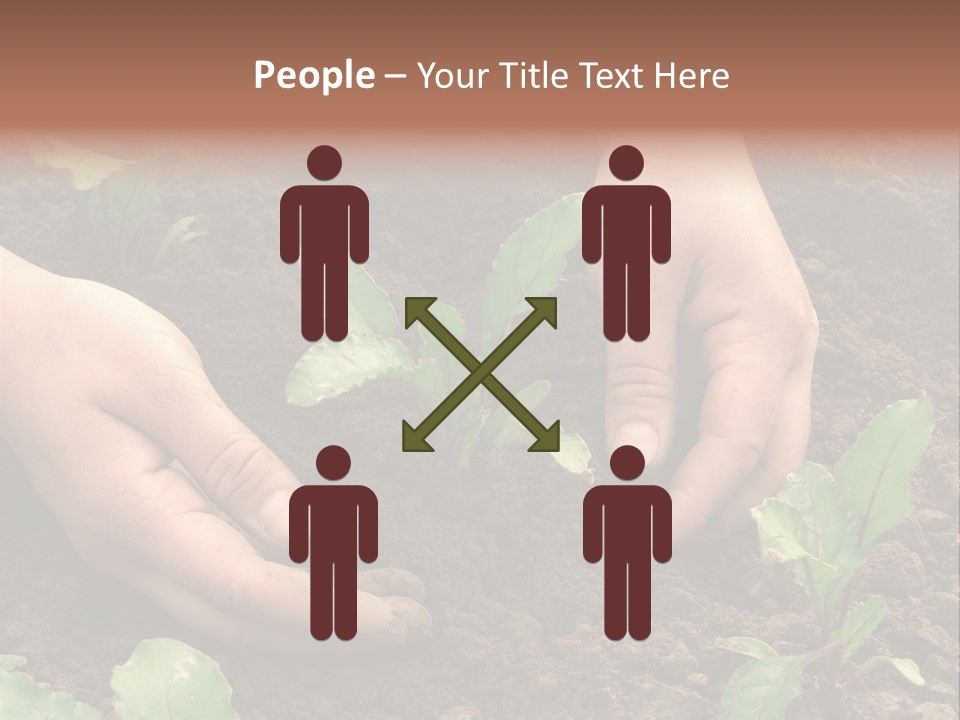 Woman Hands Earthing Beetroot Sprouts Closeup PowerPoint Template