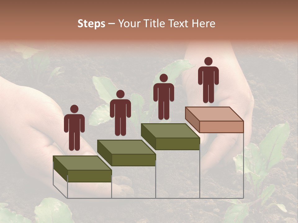 Woman Hands Earthing Beetroot Sprouts Closeup PowerPoint Template