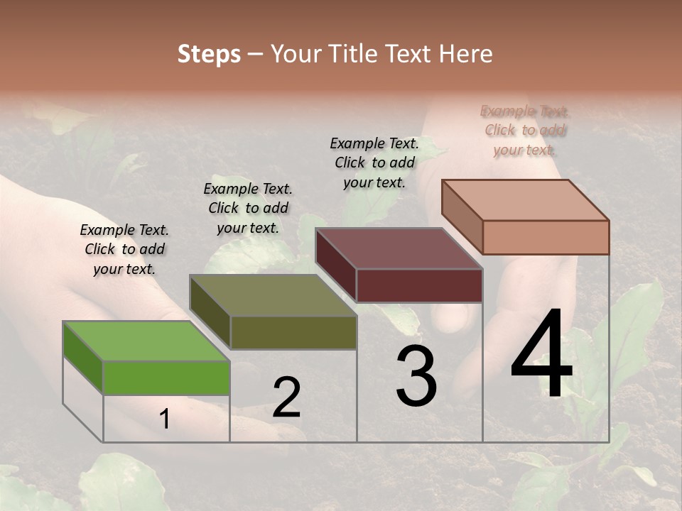 Woman Hands Earthing Beetroot Sprouts Closeup PowerPoint Template