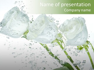 Flower In Water. Creanive Bubbles. White Background PowerPoint Template