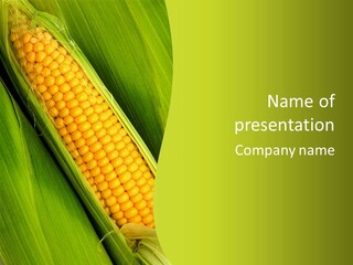 Corn Cob Between Green Leaves PowerPoint Template