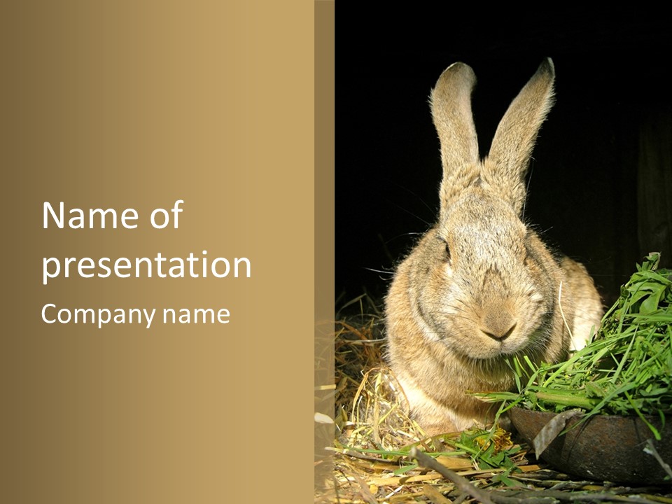 A Rabbit Is Eating Grass In The Dark PowerPoint Template