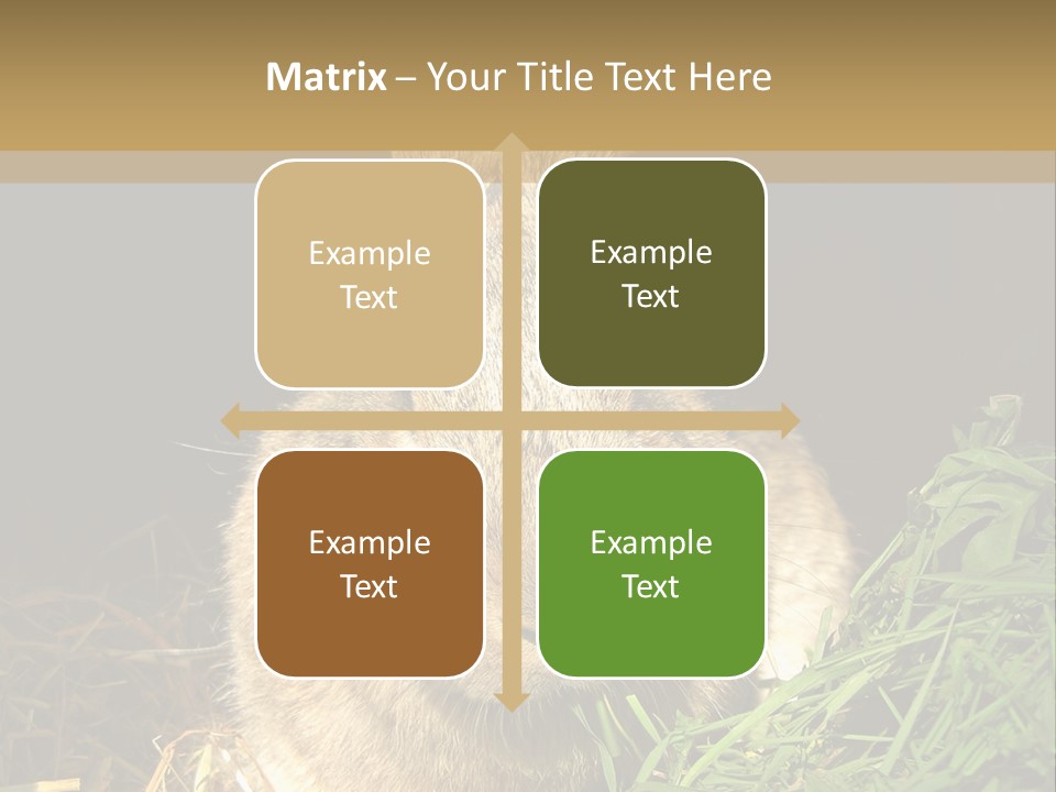 A Rabbit Is Eating Grass In The Dark PowerPoint Template