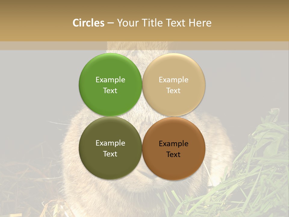 A Rabbit Is Eating Grass In The Dark PowerPoint Template