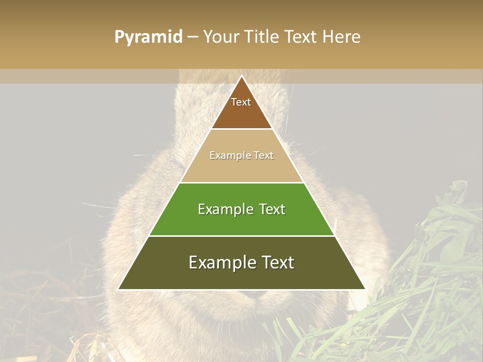 A Rabbit Is Eating Grass In The Dark PowerPoint Template