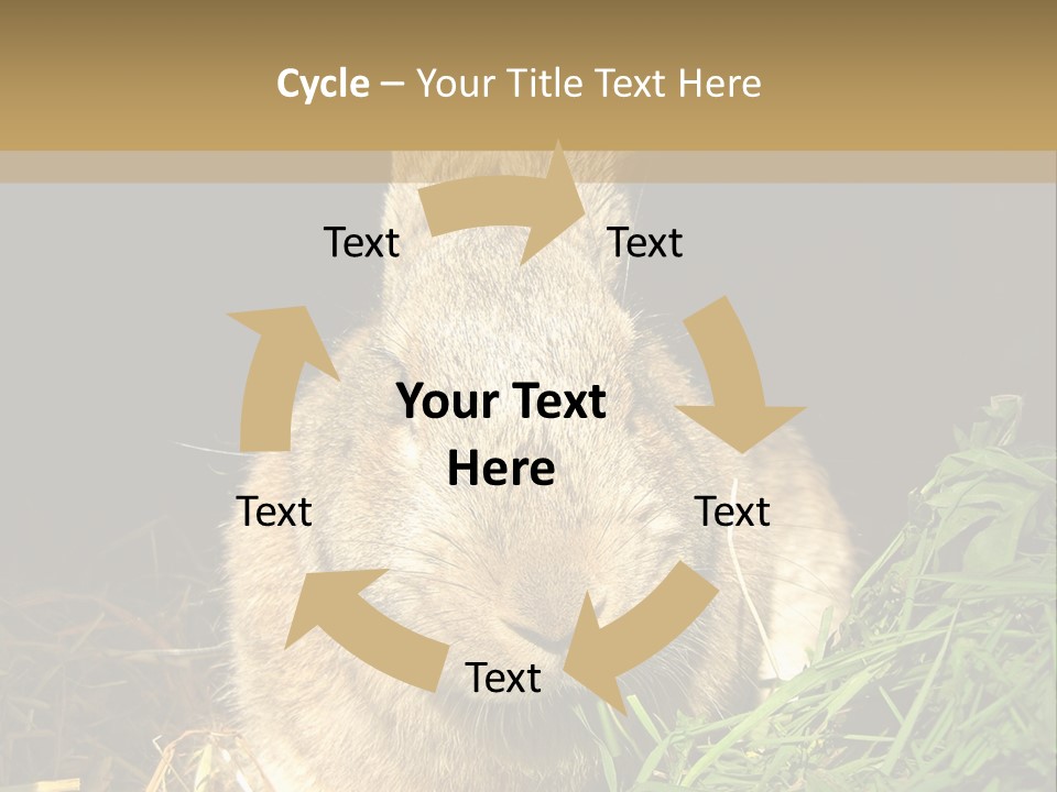 A Rabbit Is Eating Grass In The Dark PowerPoint Template