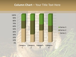 A Rabbit Is Eating Grass In The Dark PowerPoint Template