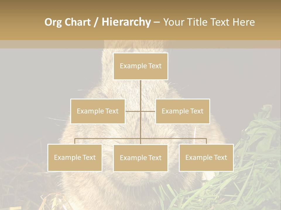 A Rabbit Is Eating Grass In The Dark PowerPoint Template