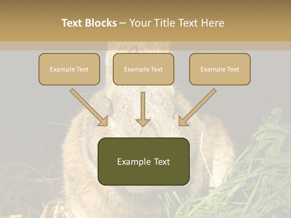 A Rabbit Is Eating Grass In The Dark PowerPoint Template