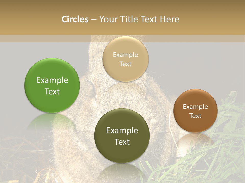 A Rabbit Is Eating Grass In The Dark PowerPoint Template