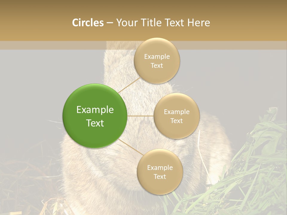 A Rabbit Is Eating Grass In The Dark PowerPoint Template