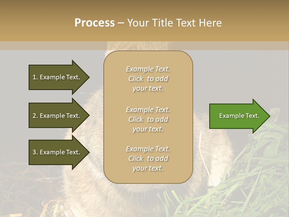 A Rabbit Is Eating Grass In The Dark PowerPoint Template