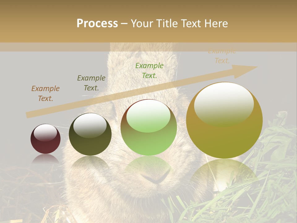 A Rabbit Is Eating Grass In The Dark PowerPoint Template