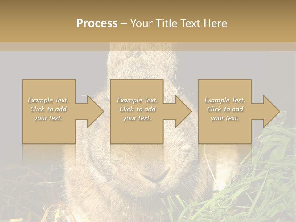 A Rabbit Is Eating Grass In The Dark PowerPoint Template