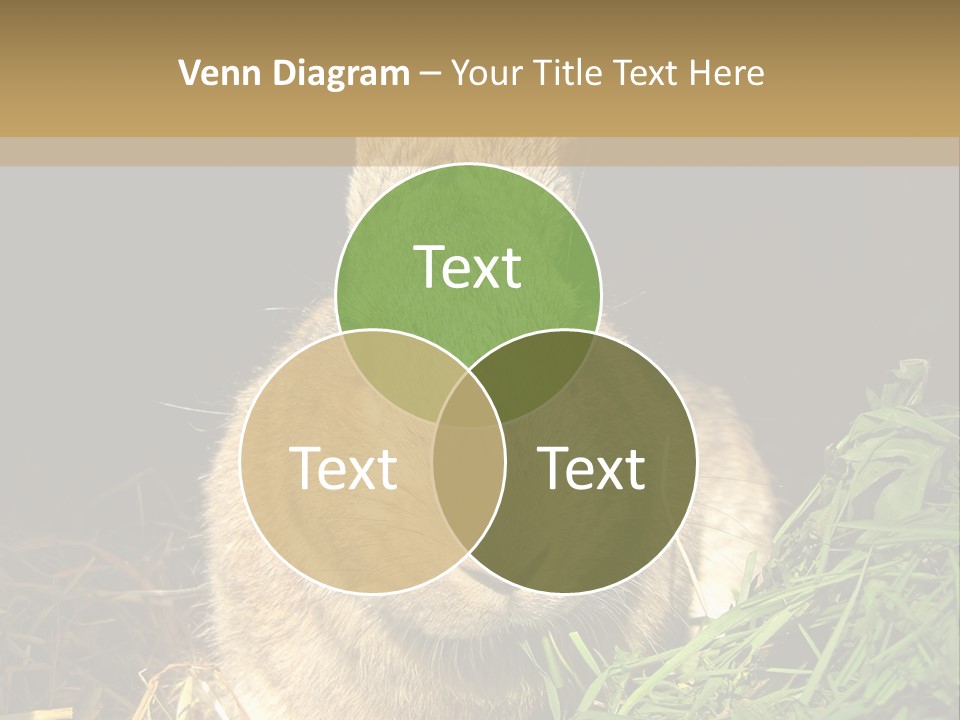 A Rabbit Is Eating Grass In The Dark PowerPoint Template