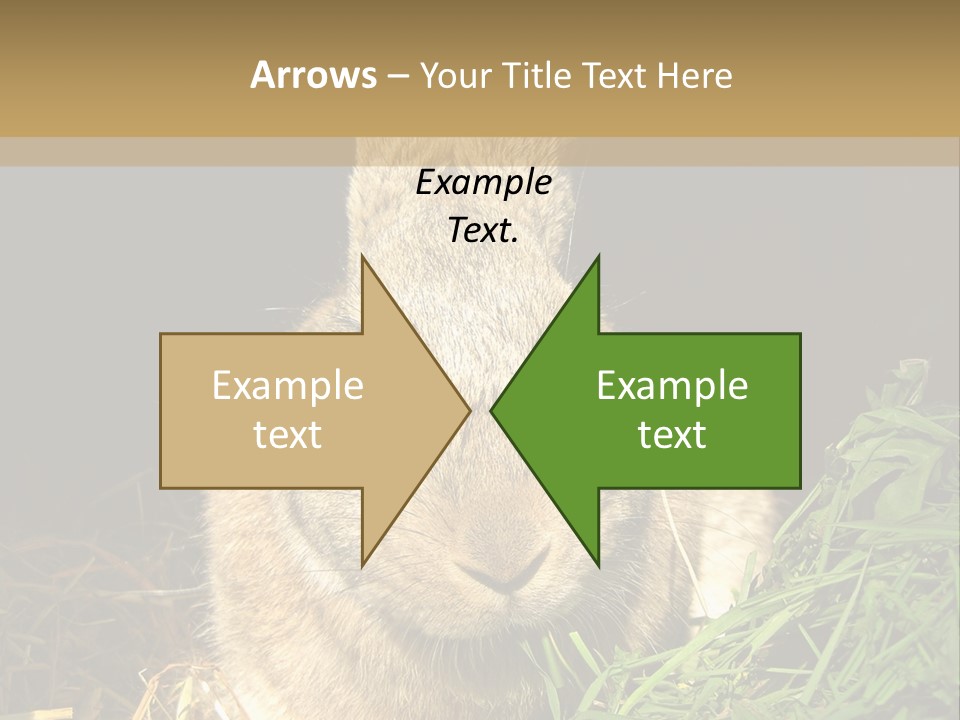 A Rabbit Is Eating Grass In The Dark PowerPoint Template