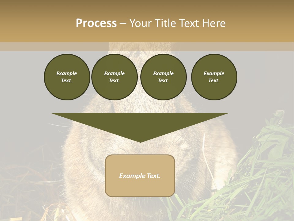 A Rabbit Is Eating Grass In The Dark PowerPoint Template