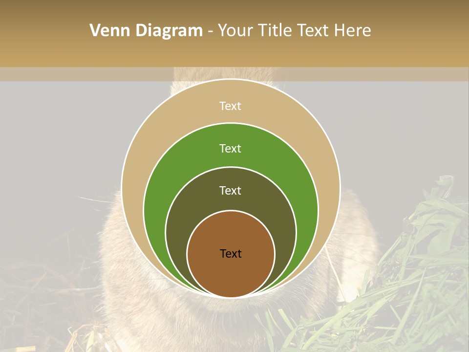 A Rabbit Is Eating Grass In The Dark PowerPoint Template