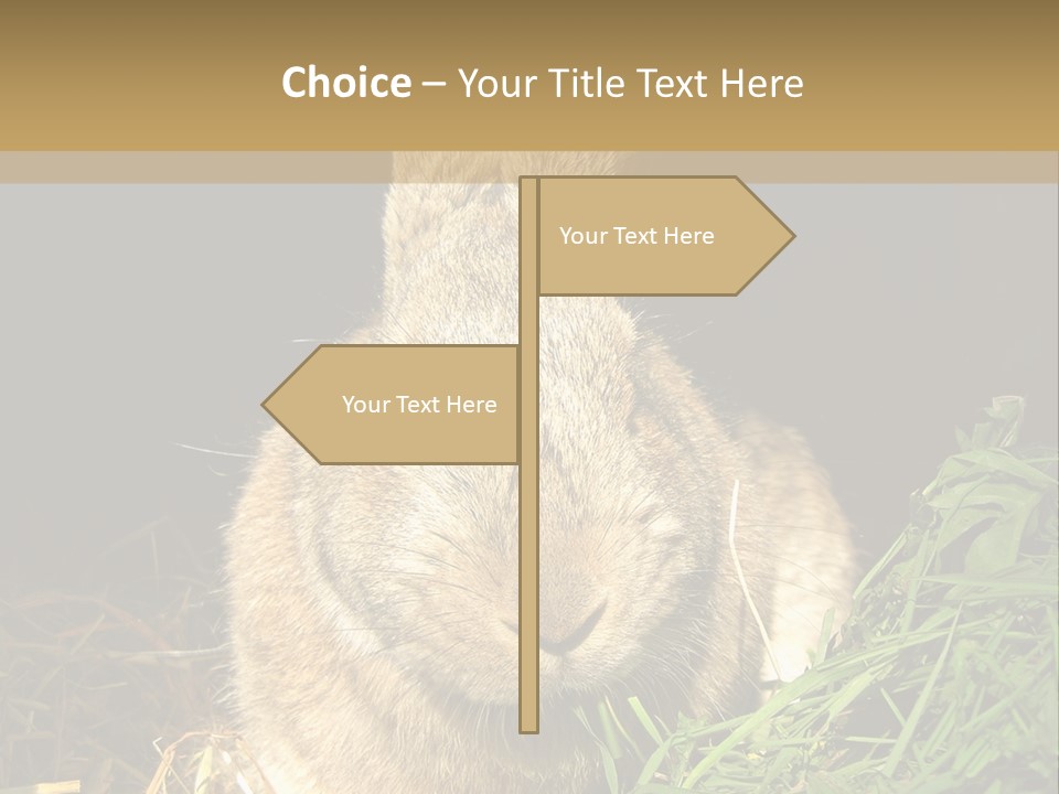 A Rabbit Is Eating Grass In The Dark PowerPoint Template