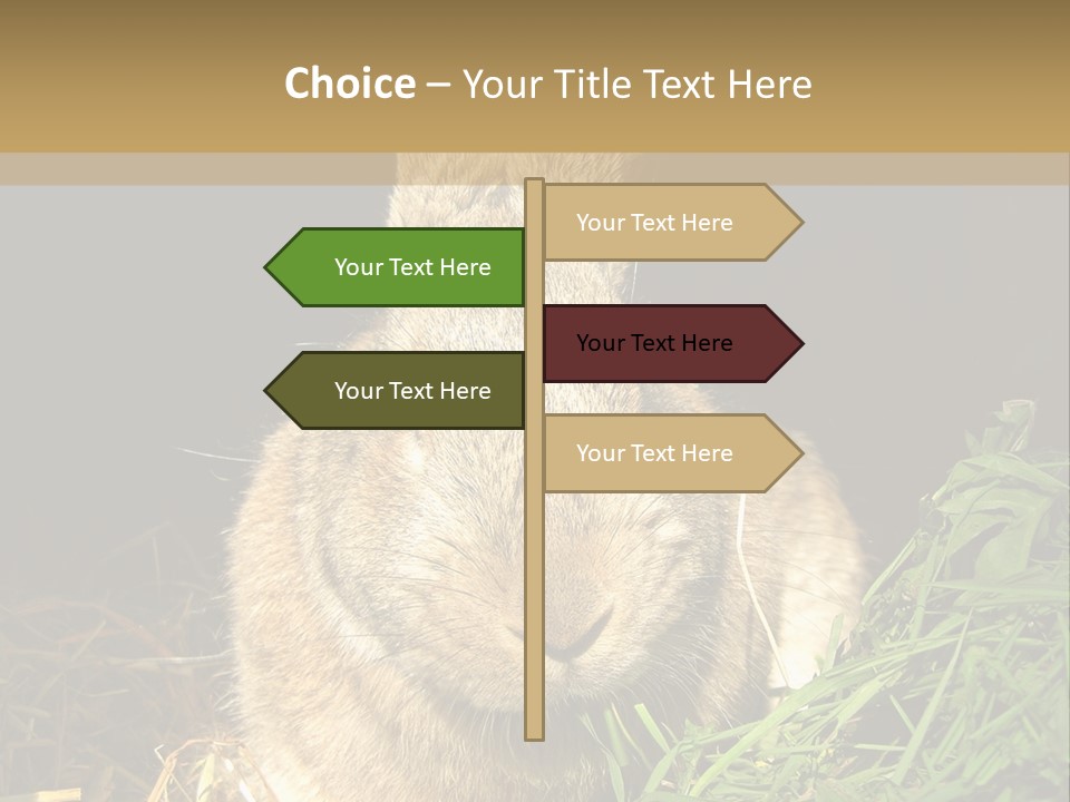 A Rabbit Is Eating Grass In The Dark PowerPoint Template