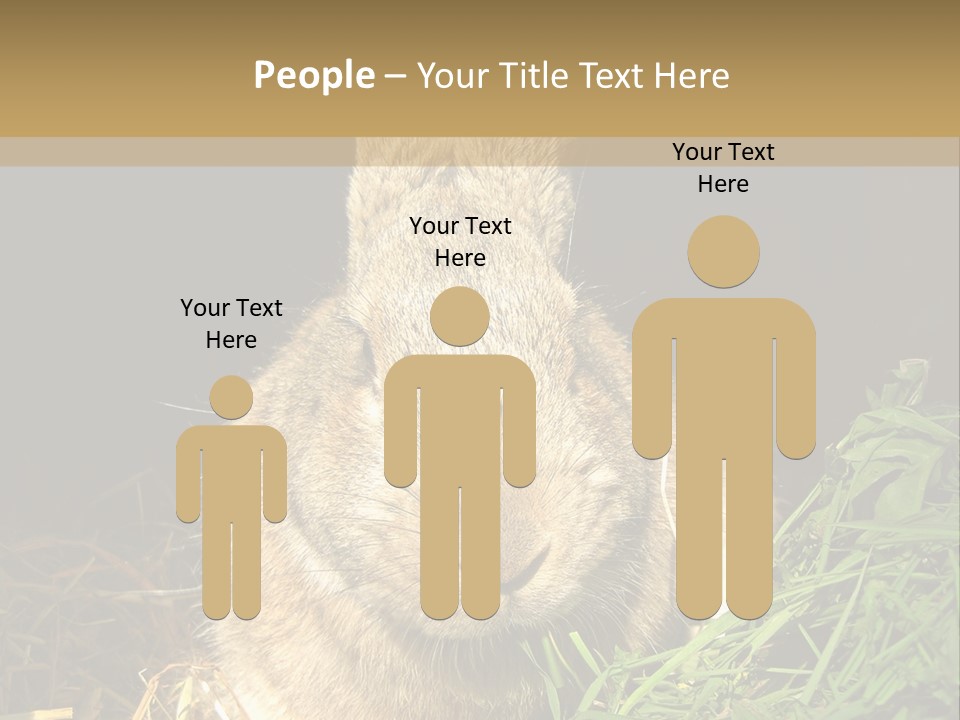 A Rabbit Is Eating Grass In The Dark PowerPoint Template