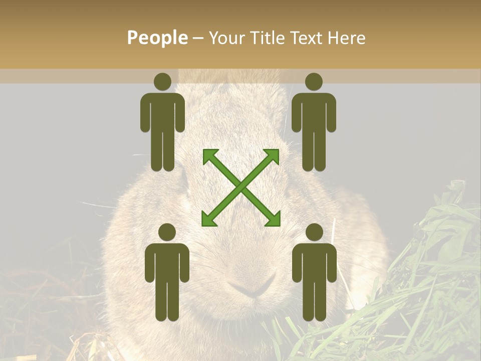 A Rabbit Is Eating Grass In The Dark PowerPoint Template