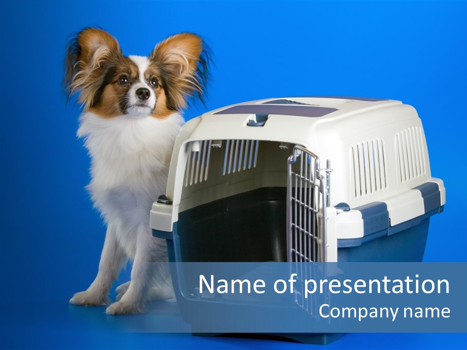 Young Dog Papillon And A Plastic Carrier PowerPoint Template