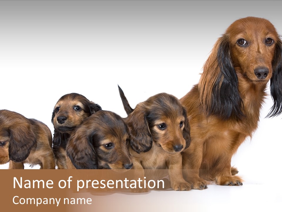 Mother Dogs And Puppies Breed Dachshund PowerPoint Template