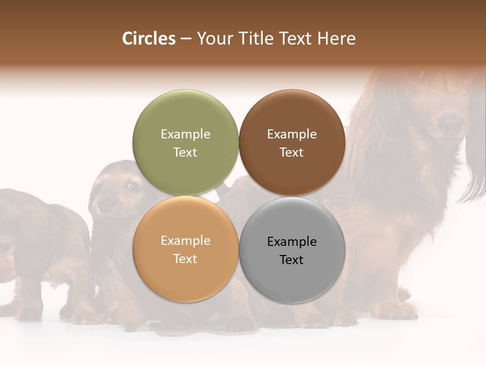 Mother Dogs And Puppies Breed Dachshund PowerPoint Template