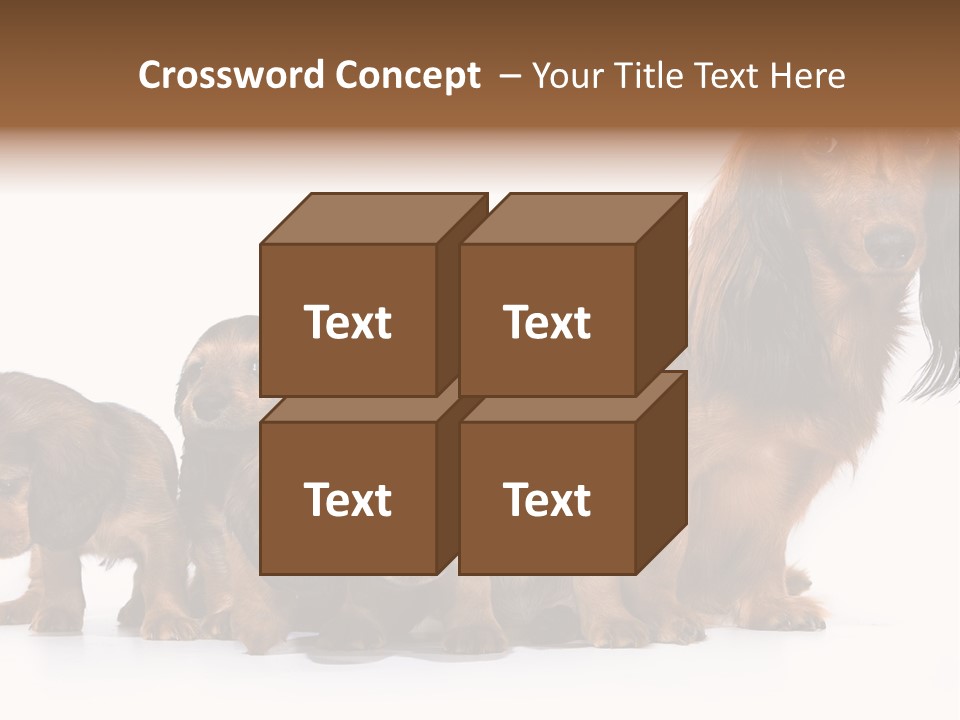 Mother Dogs And Puppies Breed Dachshund PowerPoint Template