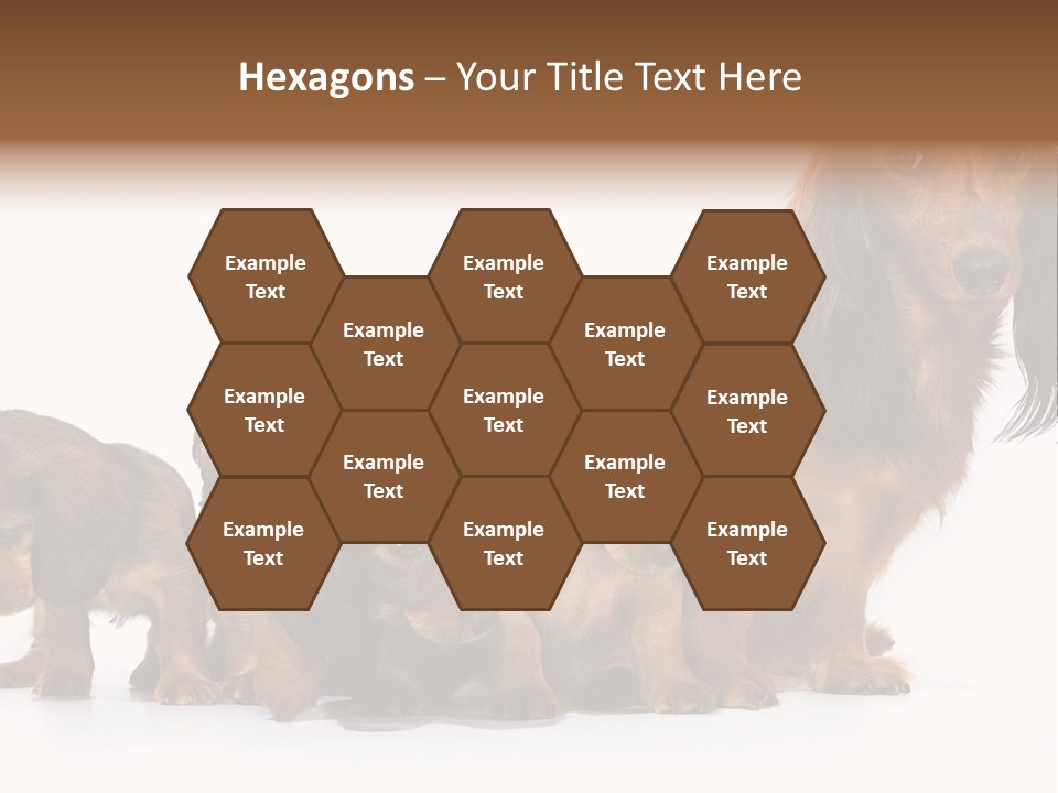 Mother Dogs And Puppies Breed Dachshund PowerPoint Template