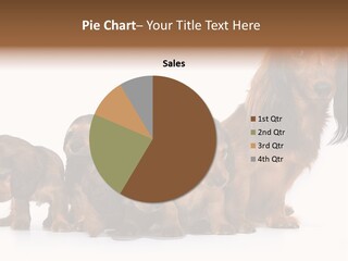 Mother Dogs And Puppies Breed Dachshund PowerPoint Template