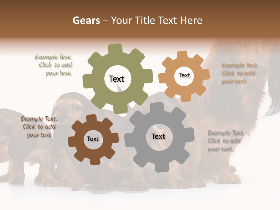 Mother Dogs And Puppies Breed Dachshund PowerPoint Template