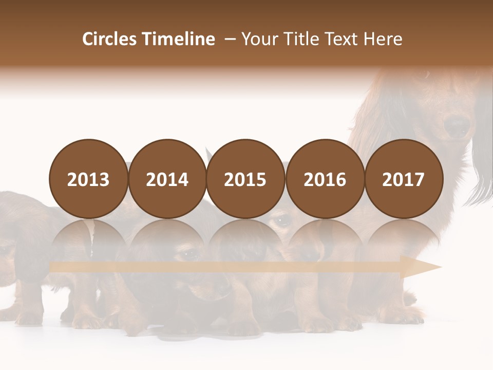 Mother Dogs And Puppies Breed Dachshund PowerPoint Template